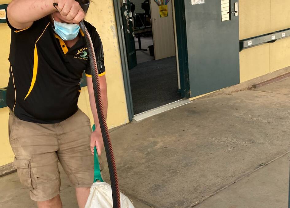 SHOCK: Gianni Hodgson with the red-belly black snake in question. Picture: CONTRIBUTED