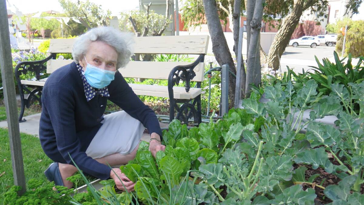 GARDEN: Wendy Maddocks preparing to pick some of the produce at Stawell Uniting Church Garden. Picture: CONTRIBUTED