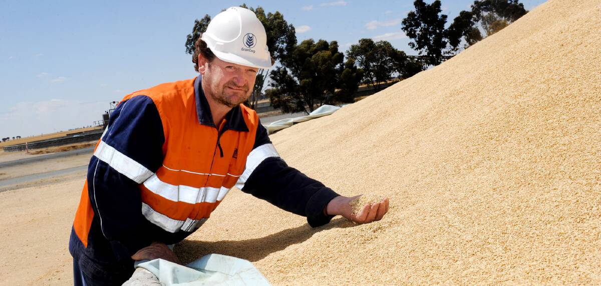 ON SITE: GrainCorp's Roger McCallum examines barley at the Murtoa site. Picture: SAMANTHA CAMARRI