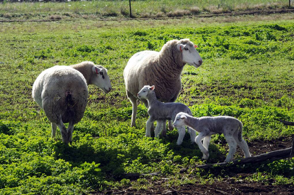 New lambs at Omad White Suffolk Stud. Picture: PAUL CARRACHER