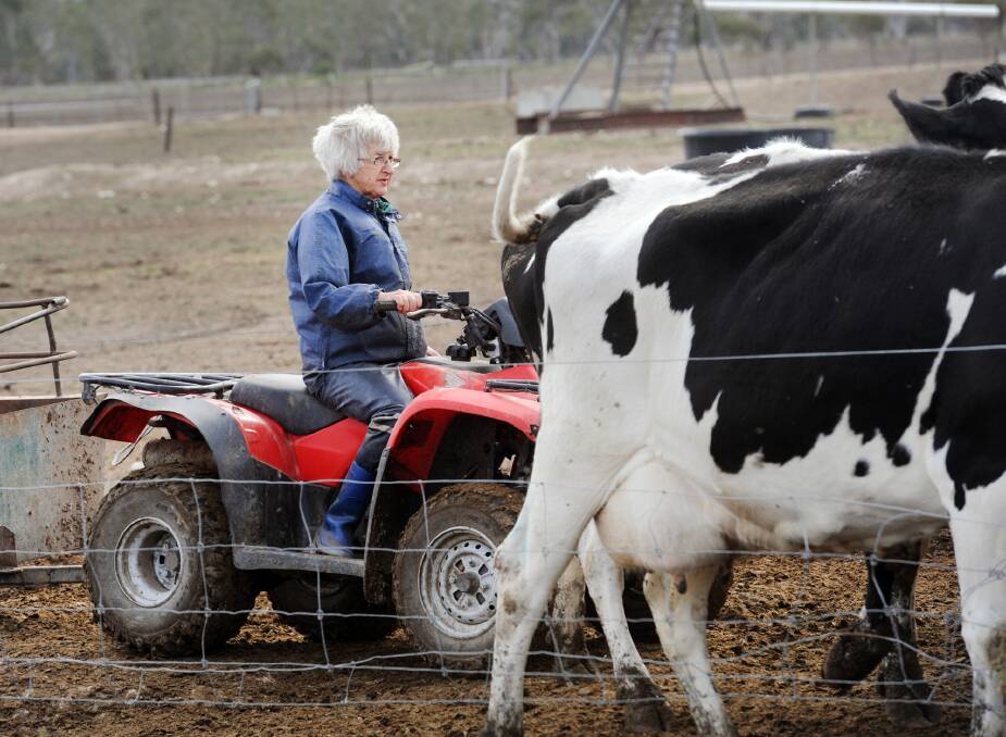 ON THE FARM: Sandy Netherway herding cows at her dairy farm at Quantong. Picture: PAUL CARRACHER