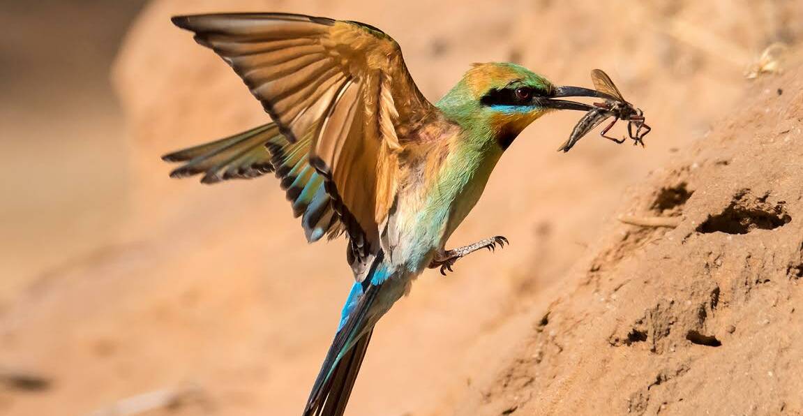 GRAB: Bee Eater Feeding Young, taken by Jon Tiddy, was the best print photograph in Sunday's 2016 Wimmera Interclub Photographic Competition.
