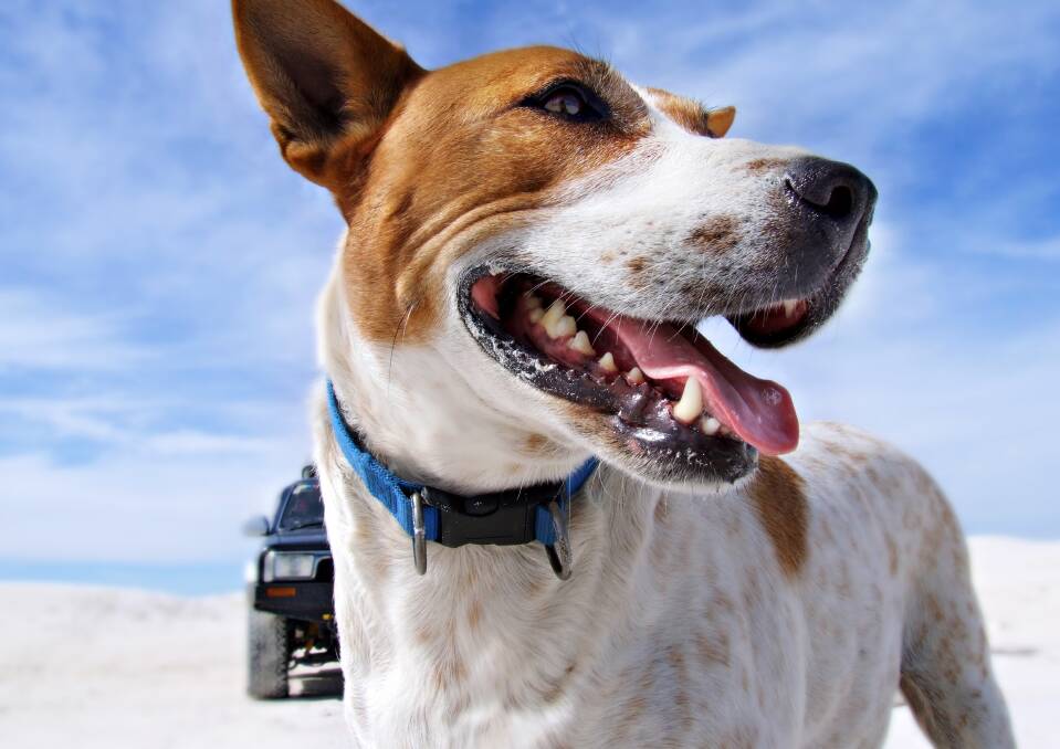 The state government has reminded people to look after their pets in hot weather. Causing animals to suffer is a criminal offence punishable with fines up to $77,730 or two years’ imprisonment. Picture: iSTOCK
