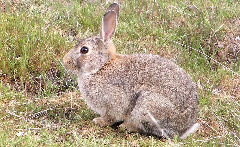 NUMBERS ON THE RISE: A trial of a new virus to control rabbit populations will be rolled out across the country from next year. Picture: CONTRIBUTED