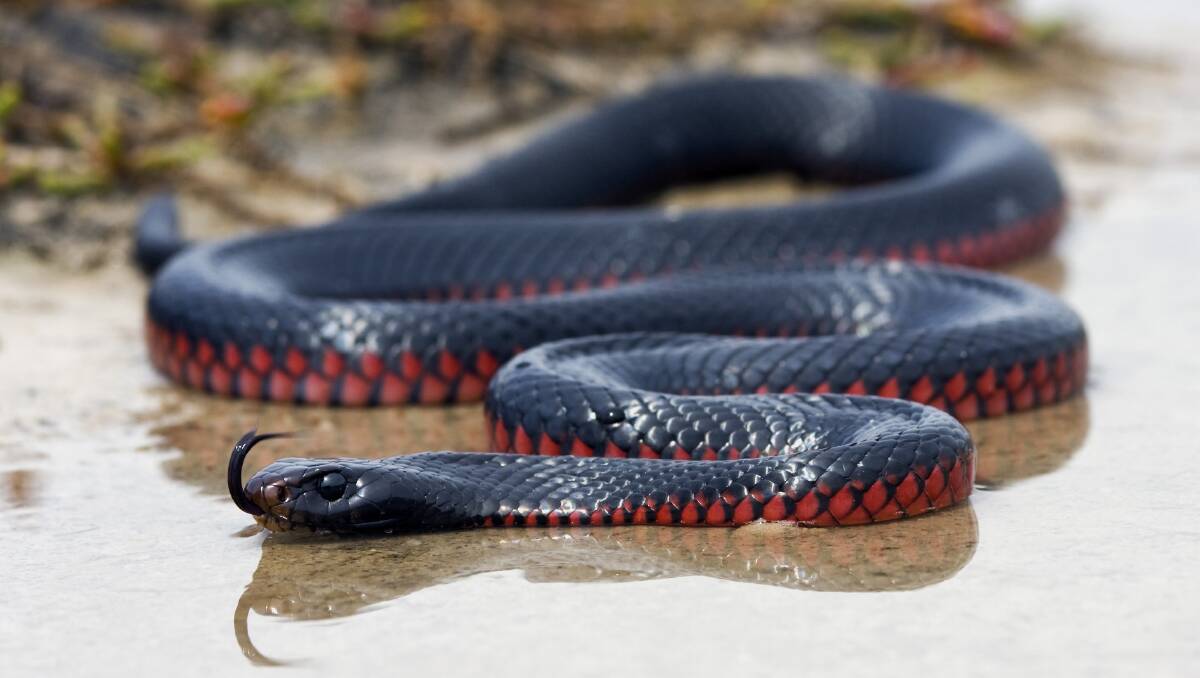 A red-bellied black snake.
