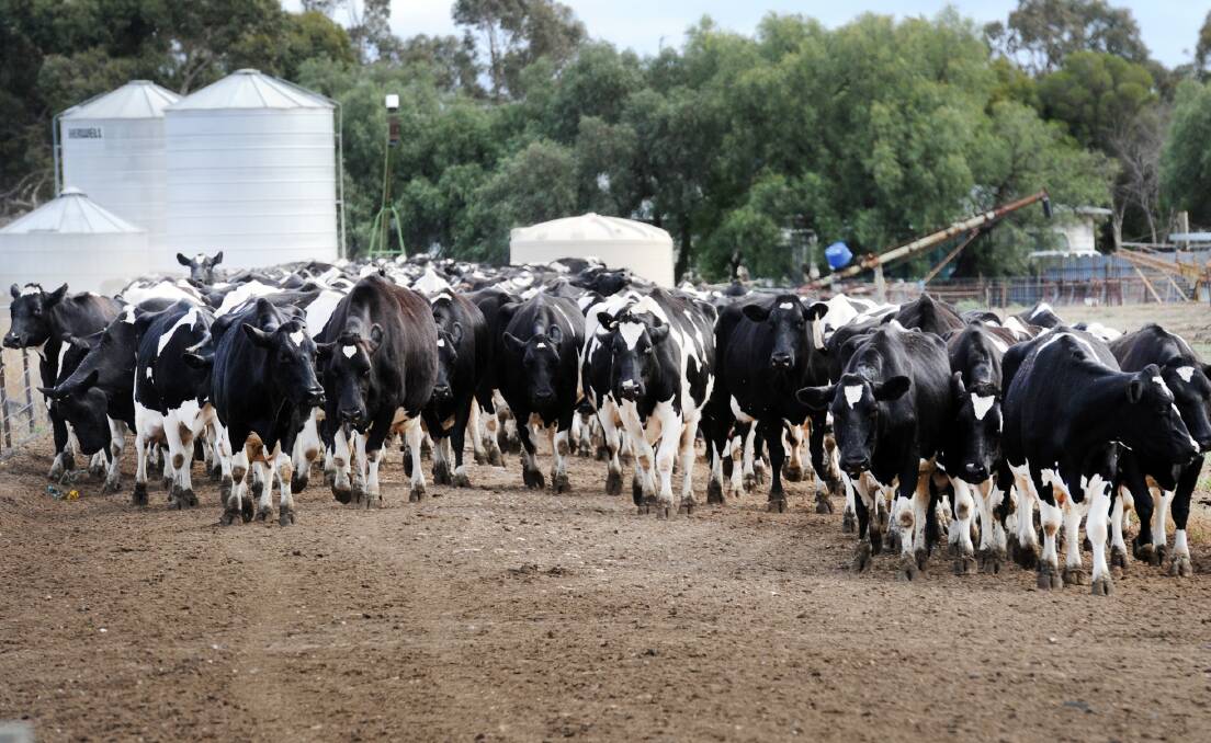 RELIEF: Coles has announced a $1-million support fund for dairy farmers. The move has been welcomed by the Victorian Farmers Federation. Picture: PAUL CARRACHER