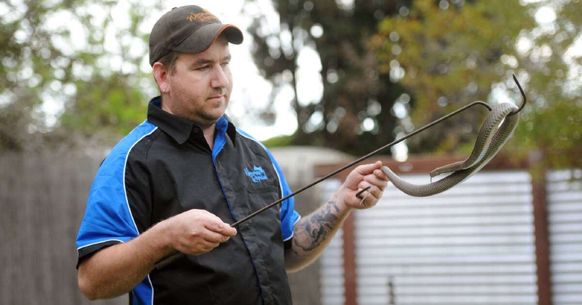 VIGILANT: Horsham snake catcher Jason Stephens said spring was the season when snakes would start to move about again. Picture: PAUL CARRACHER 
