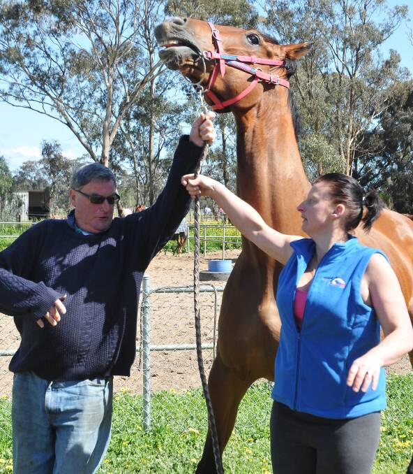 In trouble: Terry and Karina O'Sullivan battle to contain trouble horse Dandy Gent at a recent photo shoot. Picture: Grace Bibby