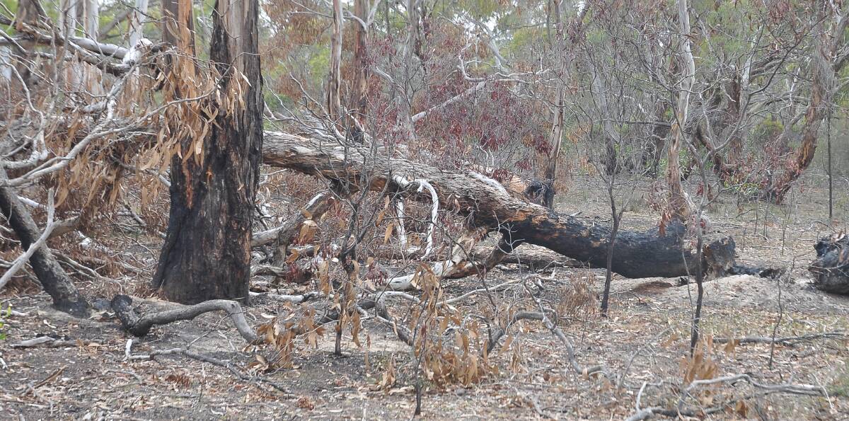 No go: The spring firewood collection season across Victoria has now ceased, with anyone breaking the law facing hefty penalties.
