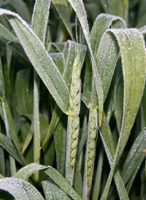 Frost on a young crop.