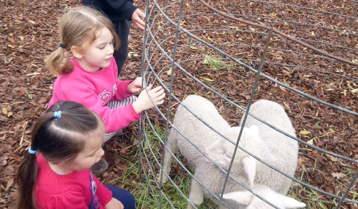 Grace and Piper are pictured patting some pet lambs at kindergarten. Stawell and District Pre-School Association is now calling for enrolments for kindergarten next year.
