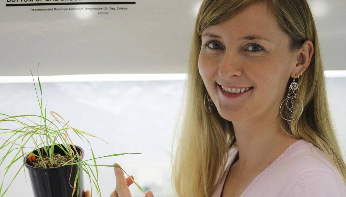 Cutting Edge Research: Dr Caroline Moffat, leader of the Centre for Crop and Disease Management's  yellow spot program, who is conducting cutting-edge crop disease research into genetics, breeding and fungicides.