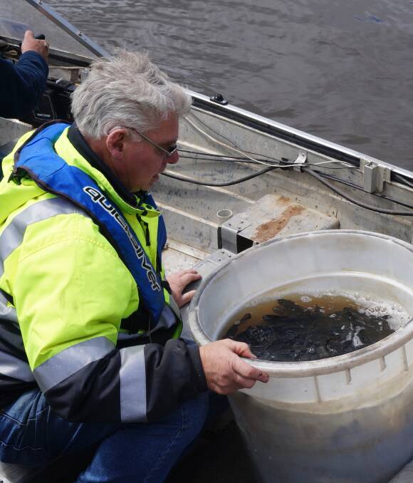 NICE CATCH: Morris Allgood with a bucket of trout that was released into Ararat's Green Hill Lake on Monday. Picture: Adam Hill