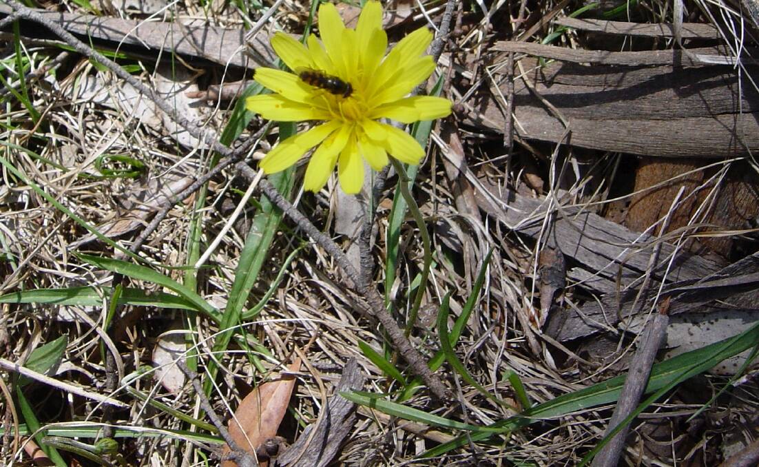 IMPORTANT: The yam daisy (microseris lanceolata), which was the staple diet of Aboriginies proir to the European introduction of sheep, is under threat.