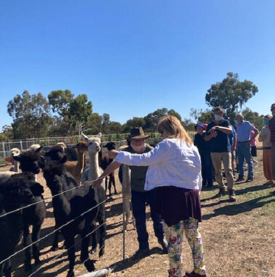 FUN: Stawell and District U3A enjoying thier day at the Alpaca farm. Picture: Contributed. 