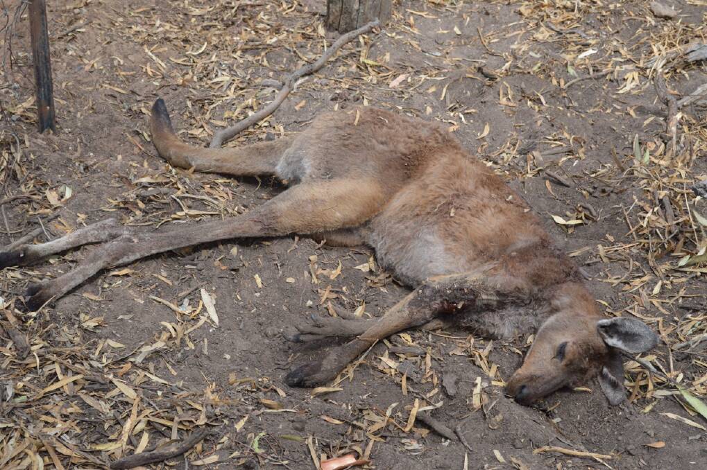 One of the dead kangaroos. Picture: MARK COWAN 