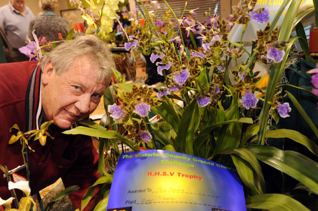 WINNER: Horsham's Ron James with his winning flowers at 2016 Victorian Country Orchid Clubs Challenge - The Horsham and District Orchid Society's show will be on Saturday and Sunday. Picture: PAUL CARRACHER