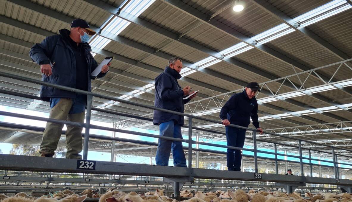 AWN TEAM: The new AWN selling team operating at the Horsham Regional Livestock Exchange sheep and lamb sale.