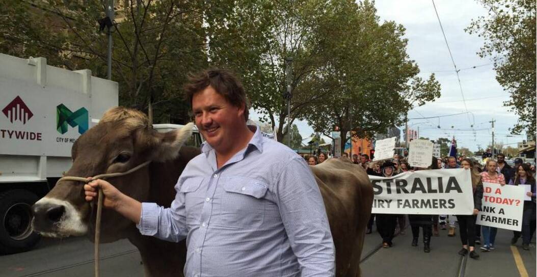 Milk power: Ben Govett, Dingee, led his Brown Swiss cow ahead of the rally in Melbourne yesterday in support of the Australian dairy industry.