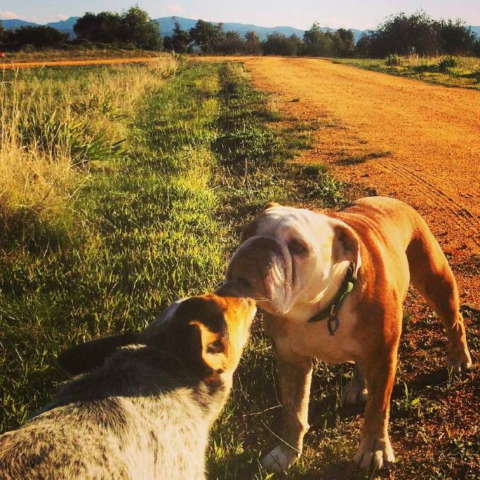 DOG LOVE: Cora C.Z. shared this image of adventures in the Wimmera using #Wimmeraweekend on Instagram. 