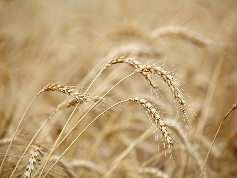 TESTING TIME: Harvest season is a perfect time for grain growers to collect weed seeds for herbicide resistance testing. 