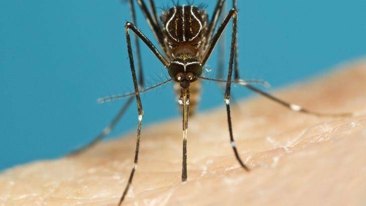 ALERT: Residents are being warned to protect themselves against mosquitoes carrying Ross River virus.