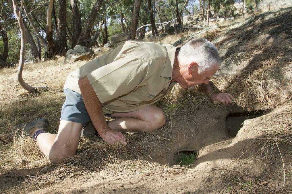 CONFUSED: Peter Brazier has not found any dead rabbits since releasing a strain of calicivirus in the Black Ranges in early March, but is hopeful he will find some to take samples from. Picture: Peter Pickering