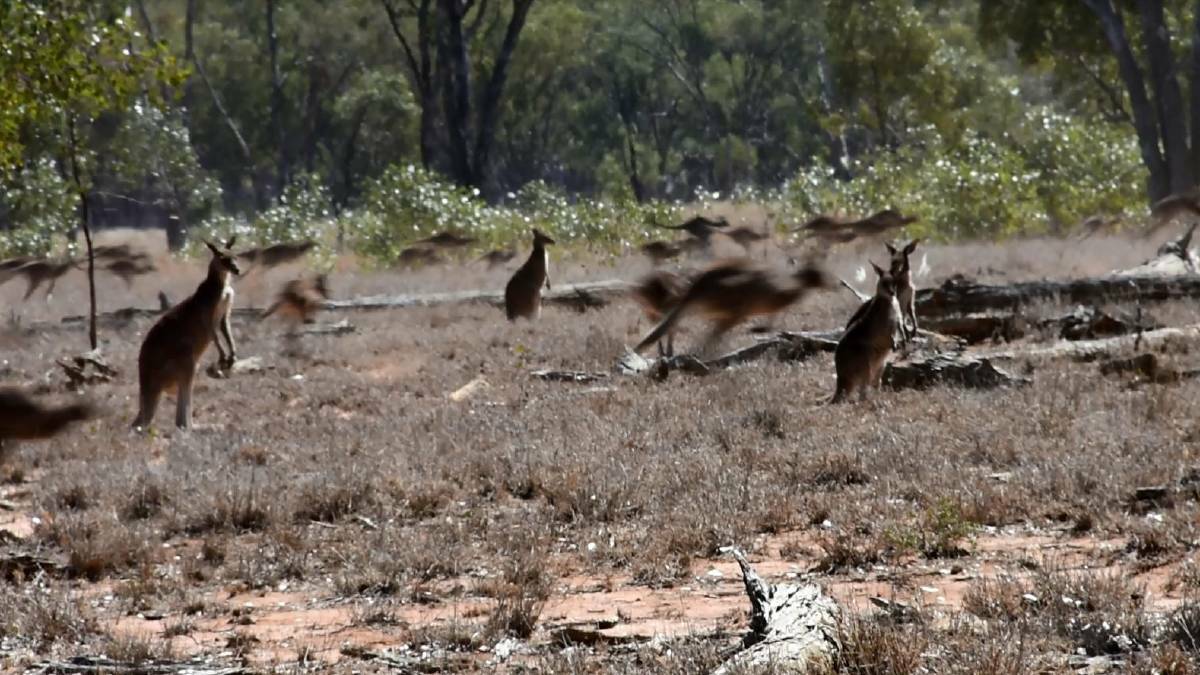 ROO PACKS A PUNCH: The aggressive kangaroo bounced off in the opposite direction after knocking Stawell resident Gayle Barnett to the ground. 