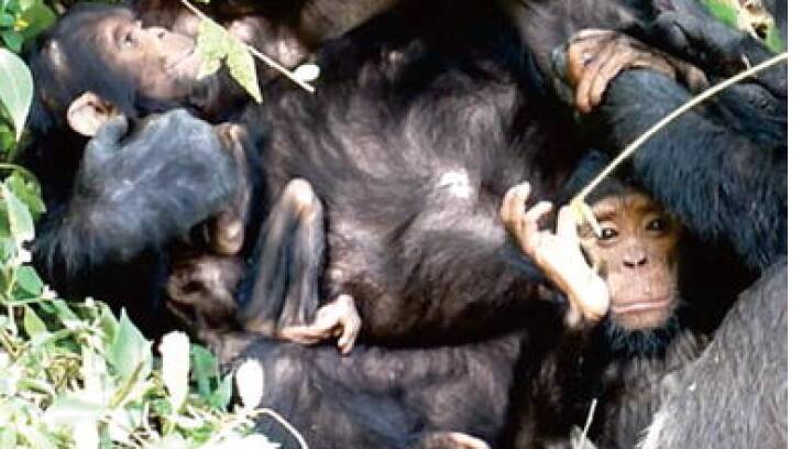 The disabled baby chimp, left, was completely reliant on her mother for survival.
