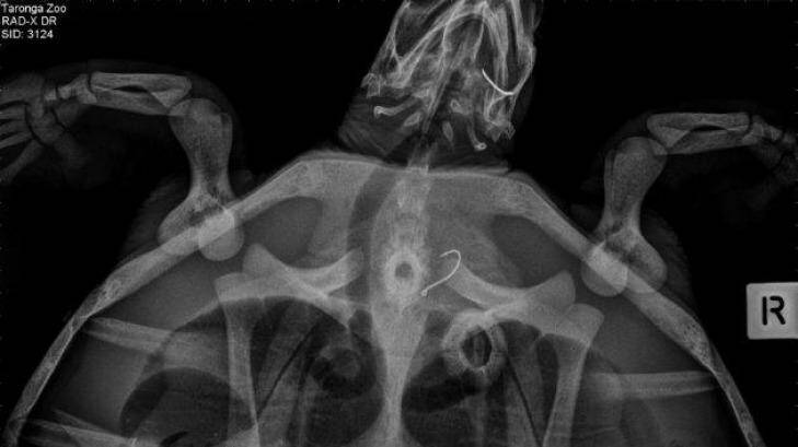 X-Ray of a Green turtle that swallowed a fishing hook. Photo: Madeleine Smitham