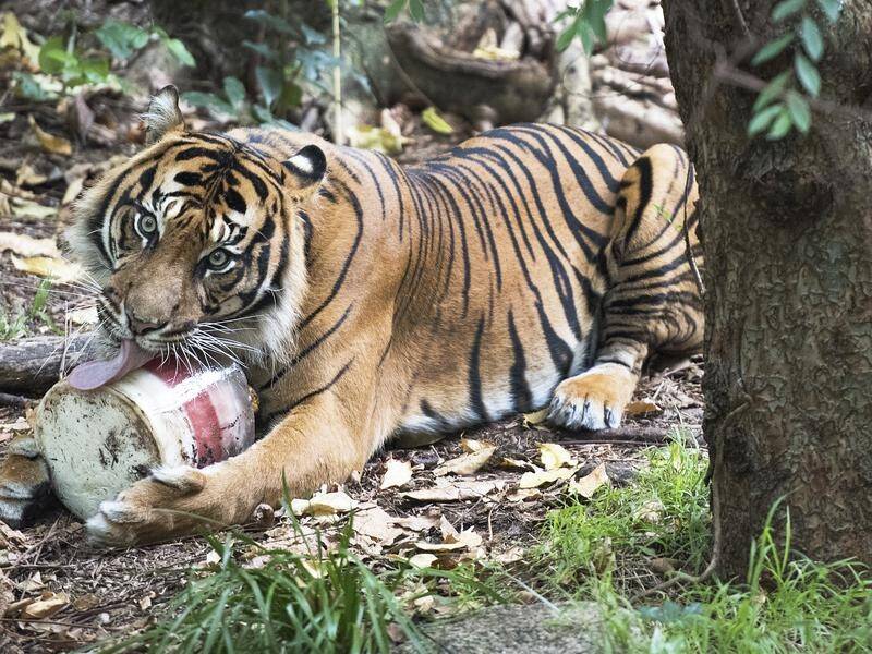 Two Melbourne zoo Sumatran tigers have enjoyed an ice cake to mark their 8th birthday.