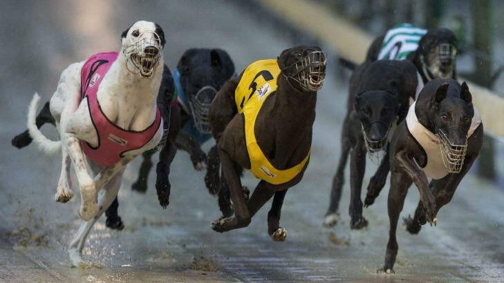 Community outrage: Greyhound racing is a sport in crisis.