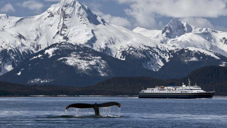 A Pacific humpback whale lifts its flukes offshore of the Chilkat range in Alaska.