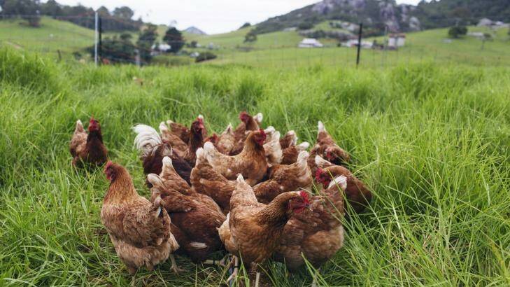 Paul West's chickens lay eggs for 18 months. Photo: James Brickwood
