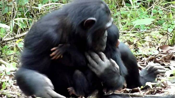 Mother chimpanzee Christina cradles her disabled infant XT11. Photo: Michio Nakamura