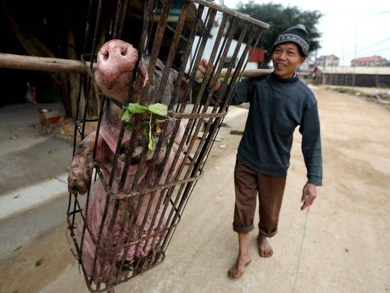 Animal welfare concerns have resulted in a less cruel pig slaughter festival in Vietnam this year.