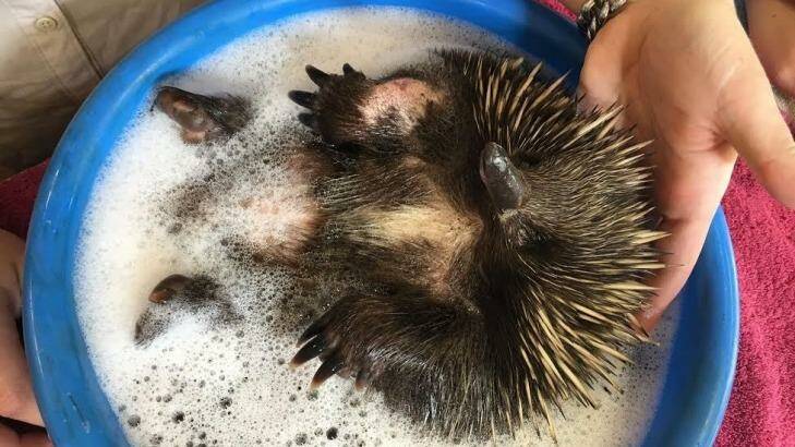 Biddy the echidna has an antiseptic bath to help heal her wounds. Photo: Australia Zoo Wildlife Hospital