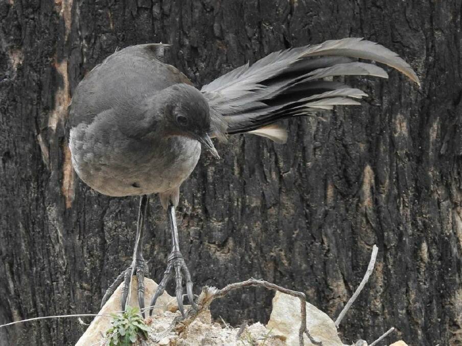 Twenty five shades of grey: a lyrebird at Tidbinbilla.  Photo: John Bundock