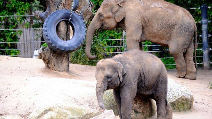 Willow's mother Num-Oi, seen here with another of the zoo's baby elephants, Mali. Photo: Wayne Taylor