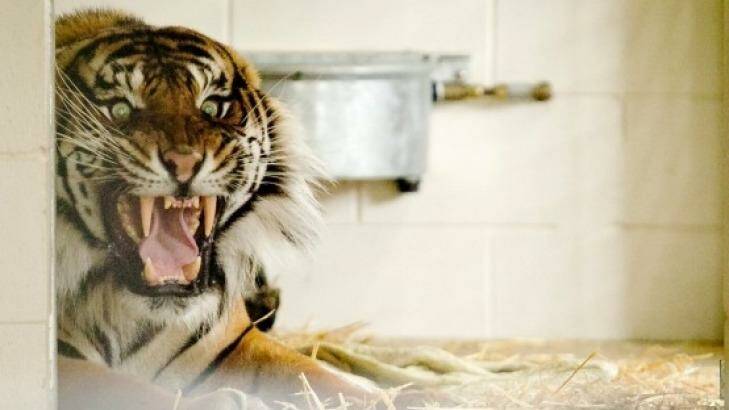 Sumatran tiger Oz will not be killed following his attack on Hamilton Zoo keeper on Sunday.   Photo: Bruce Mercer