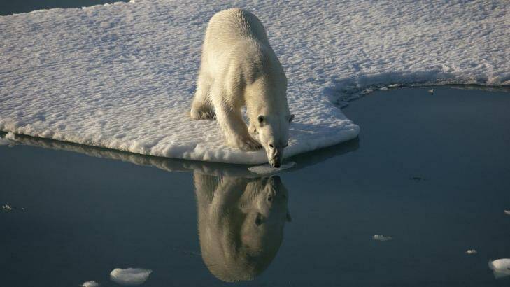 Reduction in arctic ice has threatened the habitat of mammals like the polar bear, walrus and ice seals. Photo: Nick Cobbing/Greenpeace