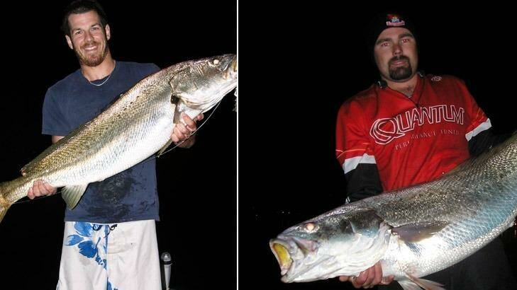 Examples of big mulloway caught in the Swan River. Photo: Recfishwest