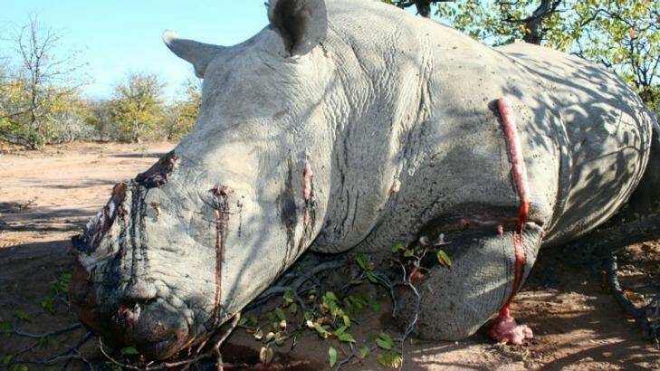 A white rhinoceros killed by poachers for its horns in 2012. Photo: Humane Society International
