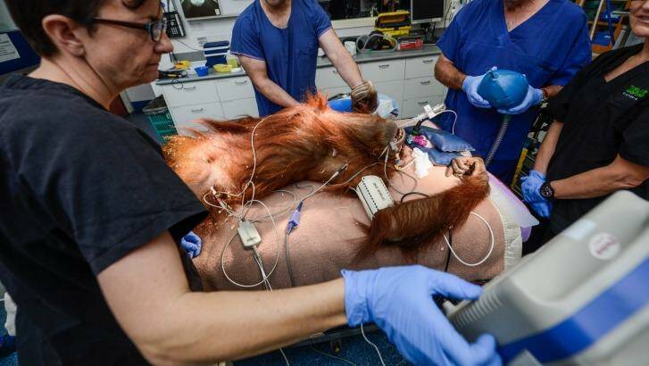 Suma the orangutan undergoes a health examination on her ears, eyes, blood tests and X-rays on her arthritic joints. Photo: Justin McManus