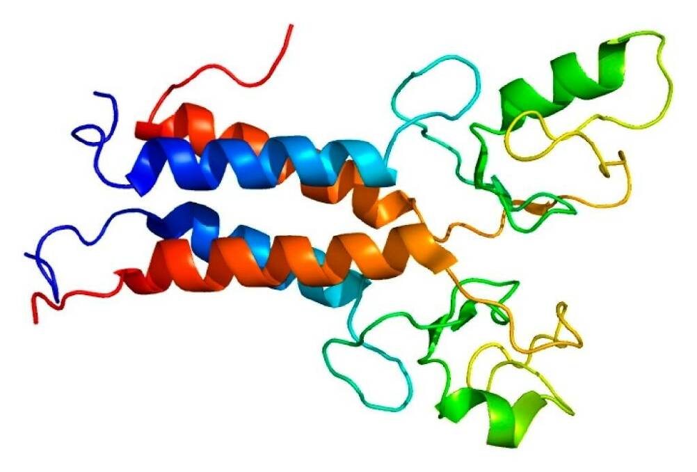 The structure of the protein produced by the so-called "breast cancer gene", BRCA1.  Photo: Supplied