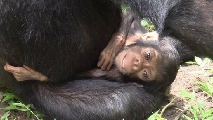 Infant chimp with down syndrome, XT11 survived far longer than predicted thanks to her mother's doting. Photo: Michio Nakamura