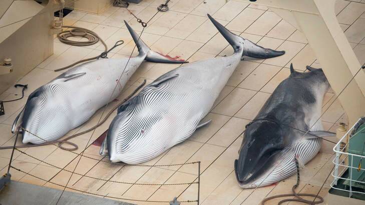 Three minke whales lie dead on the deck of Japanese whaler Nisshin Maru. New Zealand is taking Australia's lead to try to prevent Japan whaling in the Southern Ocean. Photo: Tim Watters/Sea Shepherd Ltd