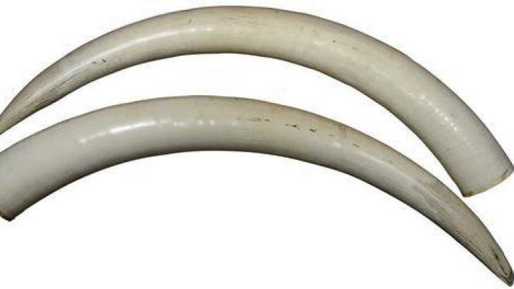 A pair of elephant ivory tusks expected to fetch up to $70,000 at an auction on Friday Photo: Lawsons Auctioneers