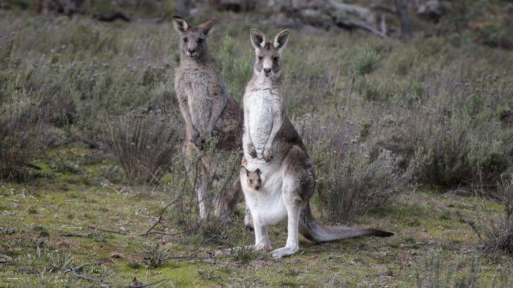 Canberra's annual kangaroo cull had ended after 1700 animals were shot Photo: Jeffrey Chan