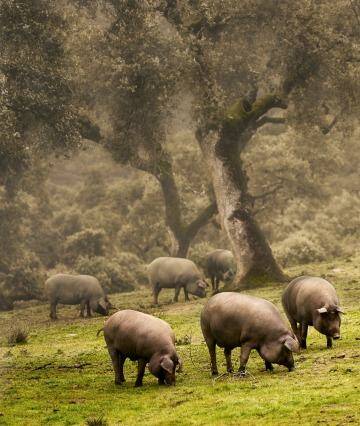 Iberian pigs graze in a meadow. Photo: iStock